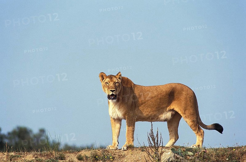 African Lion (panthera leo), Female, Masai Mara Park in Kenya