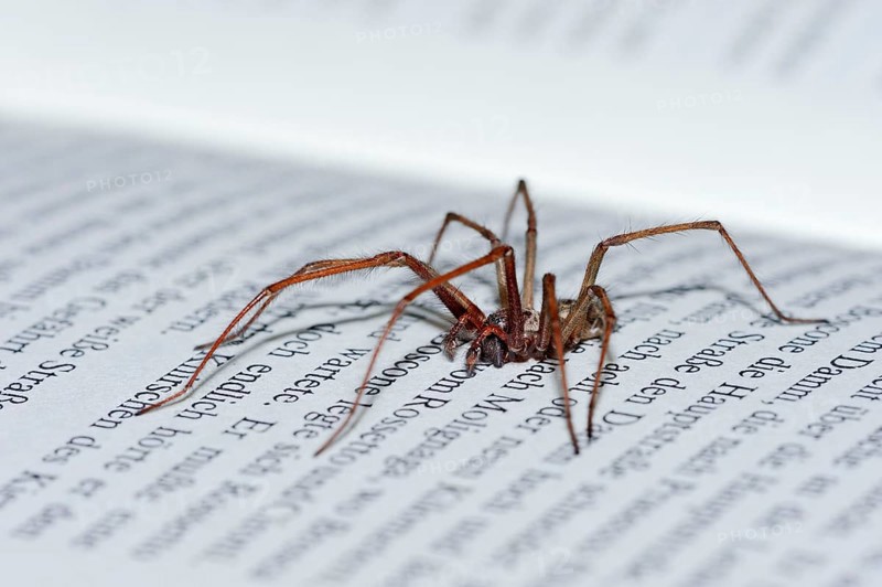 House spider on book, North Rhine-Westphalia (Tegenaria atrica), Germany, Europe