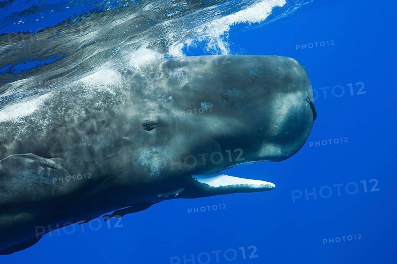 Sperm Whale (Physeter macrocephalus), mouth, Dominica, Lesser Antilles, Leeward Islands, Central America