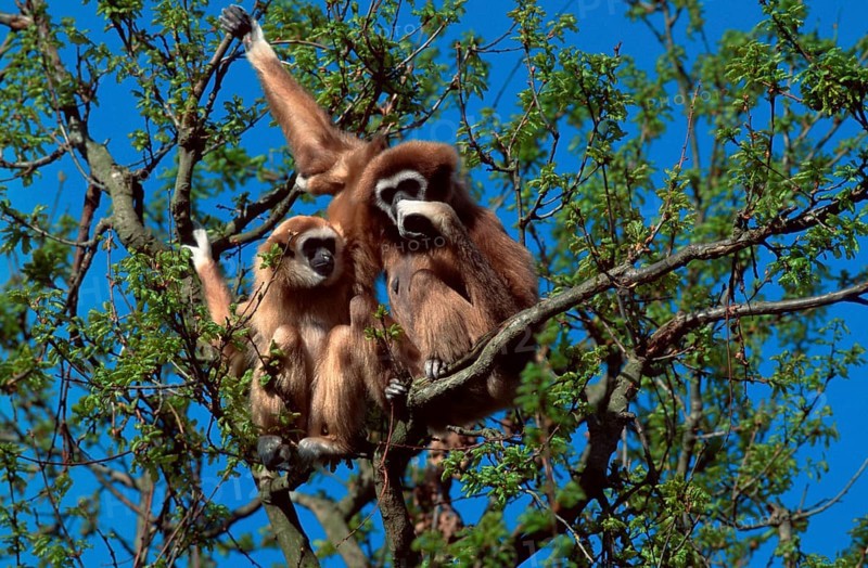 White-handed gibbons (Hylobates lar), females and juveniles