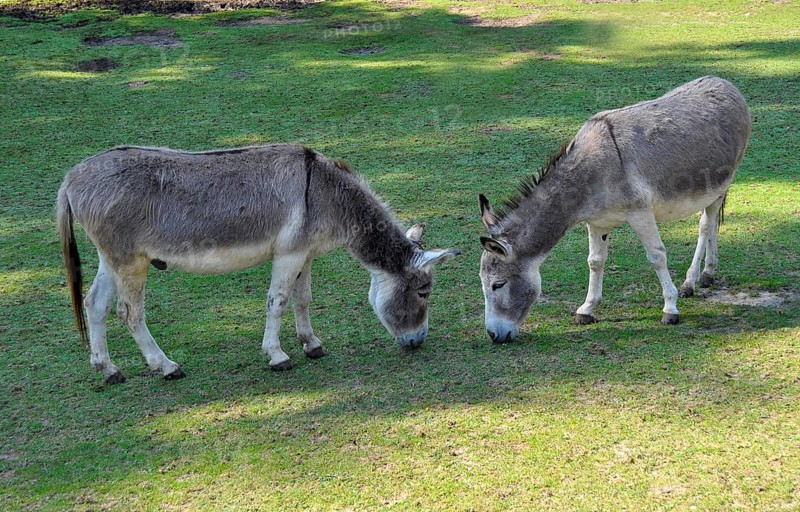 Two donkeys eating