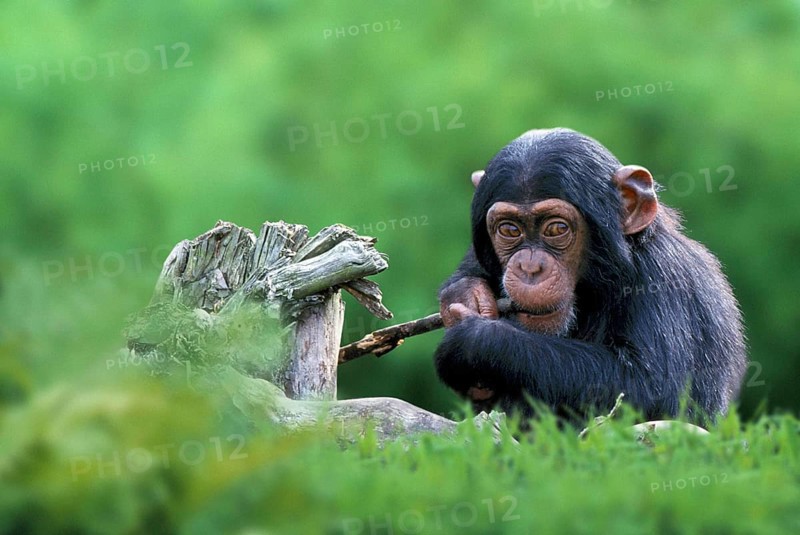 Young Chimpanzee (Pan troglodytes), Chimpy