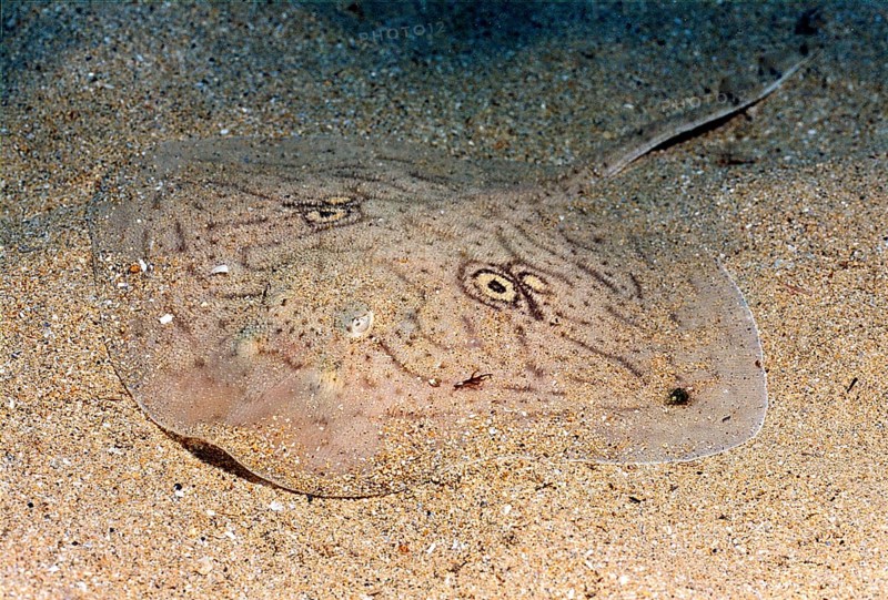 Four-eyed ray, mirror ray (Raja miraletus)
