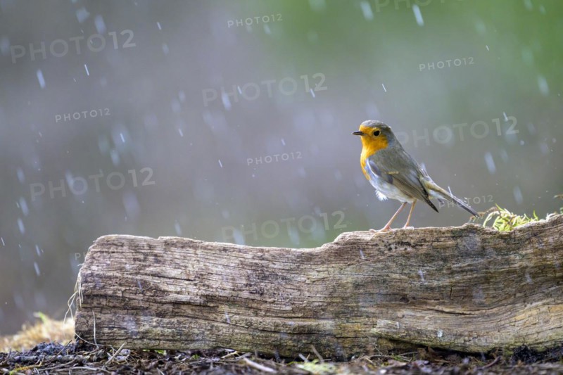A robin (Erithacus rubecula) on a tree trunk, surrounded by gently falling rain, Hesse, Germany, Europe
