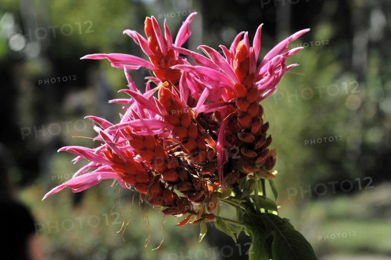 A bright pink inflorescence of a tropical plant, celosia crisstala, close-up view, PARQUE EL NICHO, Cuba, Central America