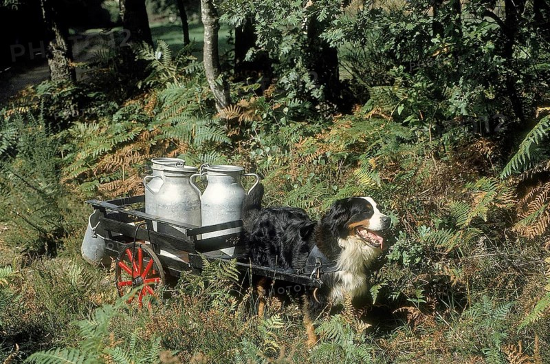 BERNESE MOUNTAIN DOG, ADULT PULLING A CART WITH MILK CHURN