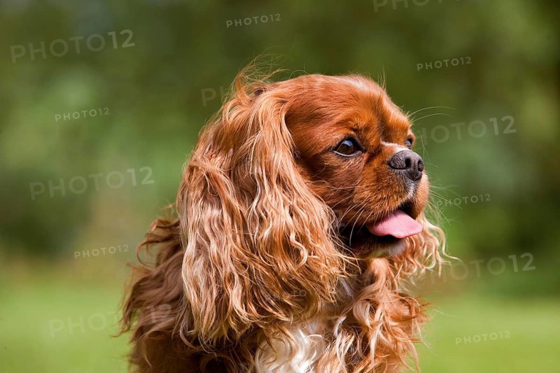 Cavalier King Charles Spaniel, Portrait of Male Dog