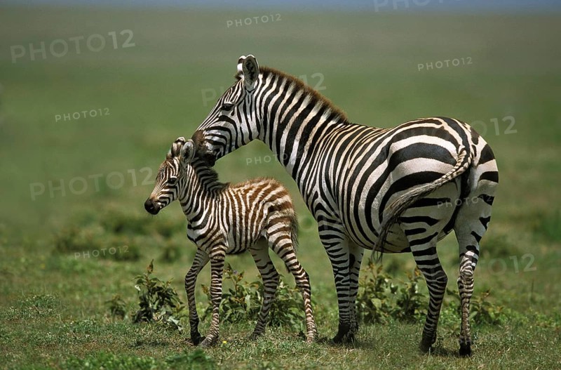 Burchell's Zebra (equus burchelli), Mother and Foal, Masai Mara Park in Kenya