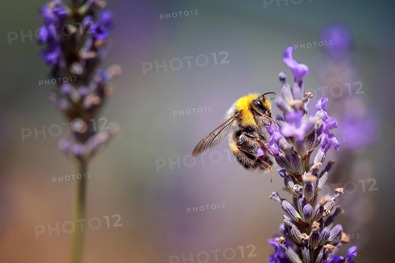 Close Up of Bumblebee on Beautiful Lavender blooming in early summer on a sunny day with soft background bokeh