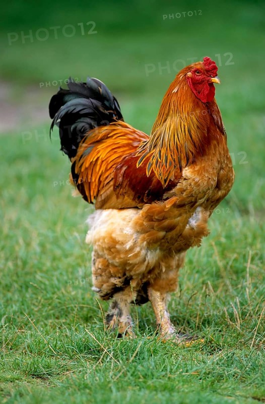 Proud rooster in the chicken yard