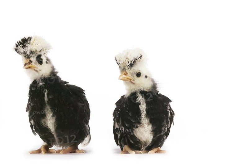 French chicken called Faverolle, chick against white background