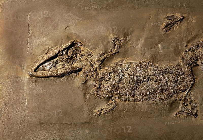 Crocodile fossil, Mine Messel, Hesse, Germany (Allognathosuchus haupti), UNESCO World Heritage natural site