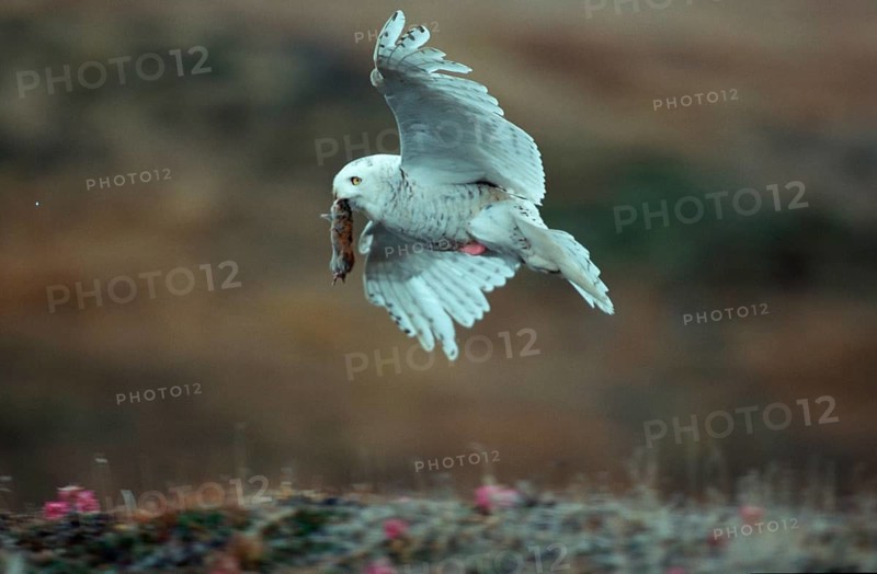 Snowy owl, female with prey, Barrow, Alaska, USA, female with prey, Nyctea scandiaca, free-ranging, North America