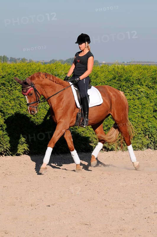 Rider and Westfalian warmblood, dressage training, Westfalian warmblood, German warmblood, Westfalian, outdoor riding arena, dressage, dressage riding, riding helmet