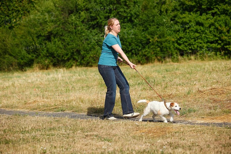 Woman with Parson Russell Terrier, dog pulling on leash, Parson Jack Russell Terrier, dog leash, walking, dog walking, leashed