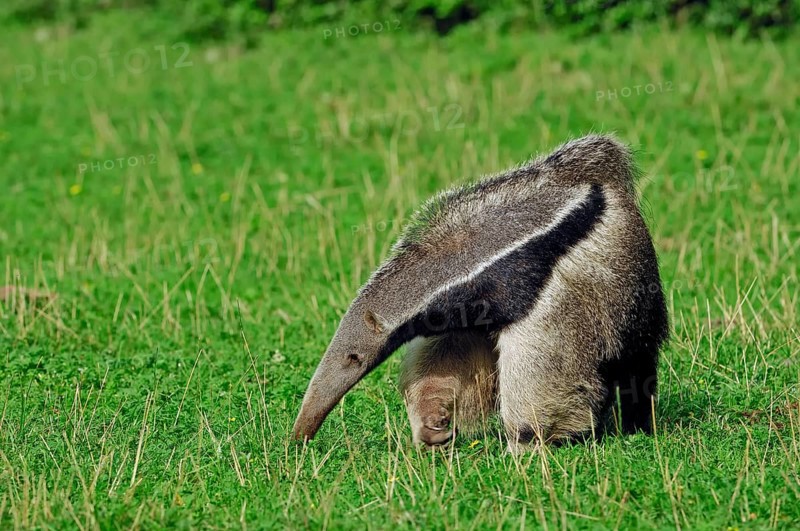 Giant anteater (Myrmecophaga tridactyla)