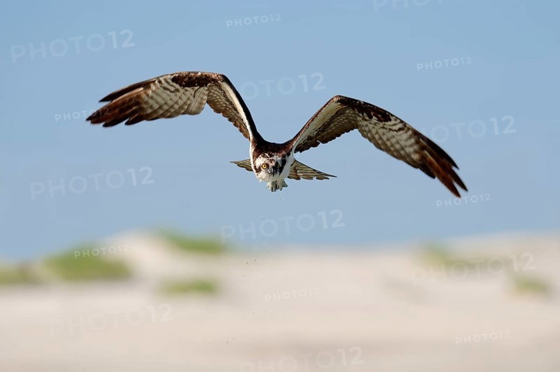 Osprey (Pandion haliaetus), Florida, USA, North America