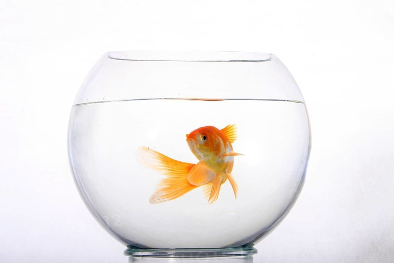 Goldfish in glass, goldfish bowl, free