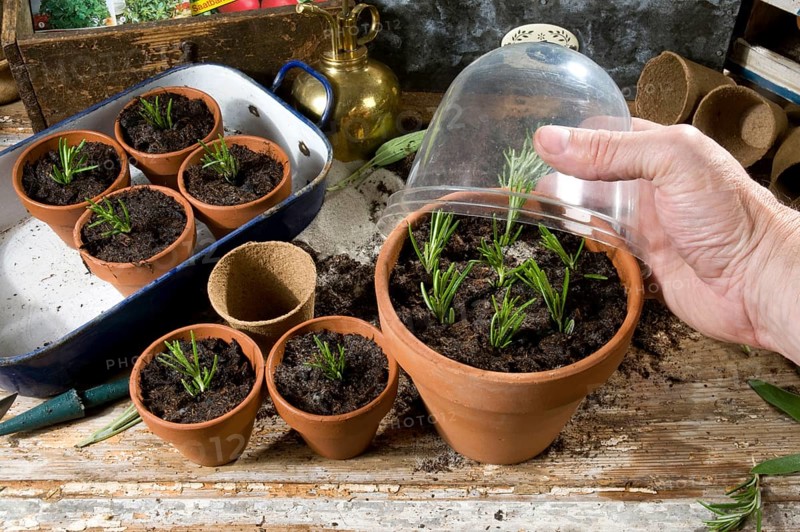 Rosemary (Rosmarinus officinalis), cuttings, rosemary cuttings, cultivation, flower pot with cover
