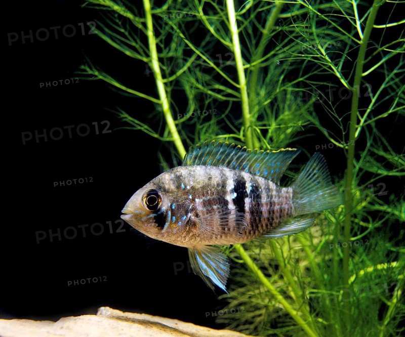 Blue acara (aequidens pulcher) (Aequidens pulcher), Blue spotted cichlid, Other animals, Fish, Animals, Cichlids, Blue Acara, Adult