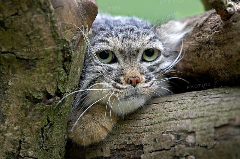 Pallas's cat (otocolobus manul) or Pallas' cat, portrait of an adult