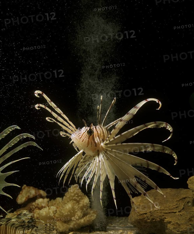 Red Lionfish (pterois volitans), Pacific Lionfish, Scorpionfish, Scorpionfish, Other Animals, Fish, Animals, Dragonfish, Common Lionfish, Venomous Species, Adult
