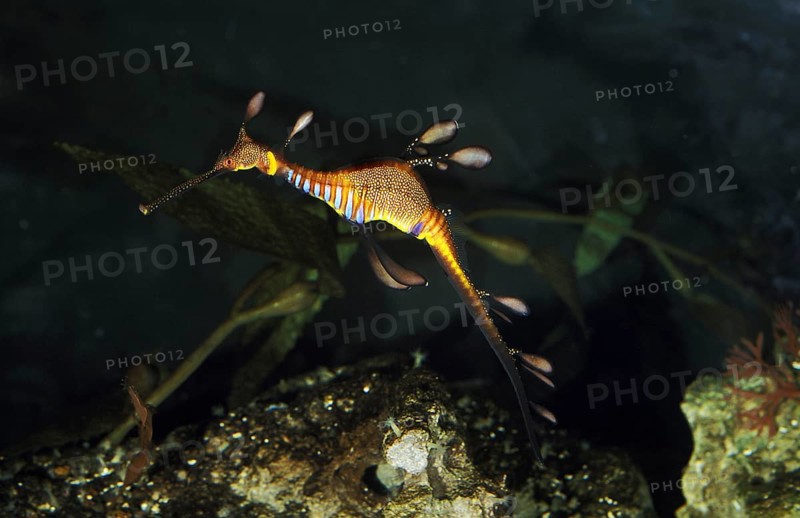 Sea dragon, Small ragged fish, Small ragged fish, Other animals, Fish, Animals, Sea needles, Weedy Seadragon (phyllopteryx taeniolatus), Adult