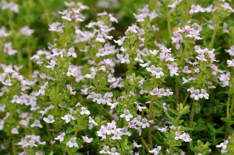 Broad-leaved thyme (Thymus pulegioides)
