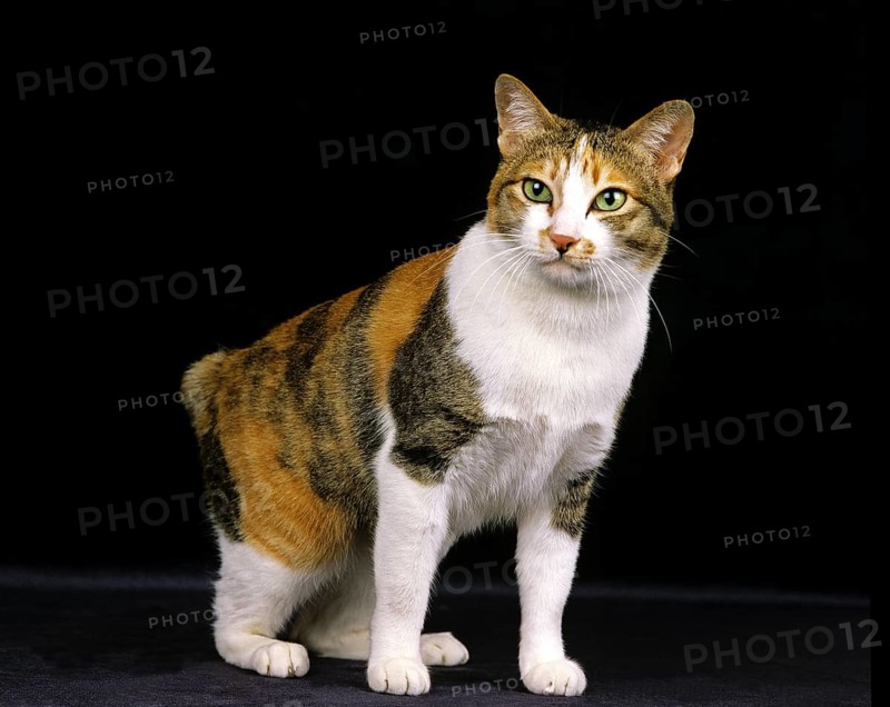 Japanese bobtail domestic cat against black background
