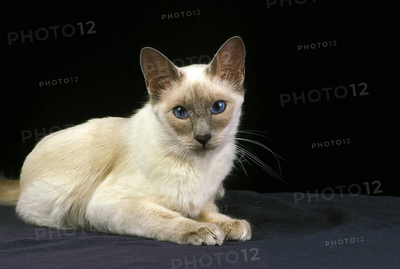 Balinese domestic cat, adult lying against black bakcground
