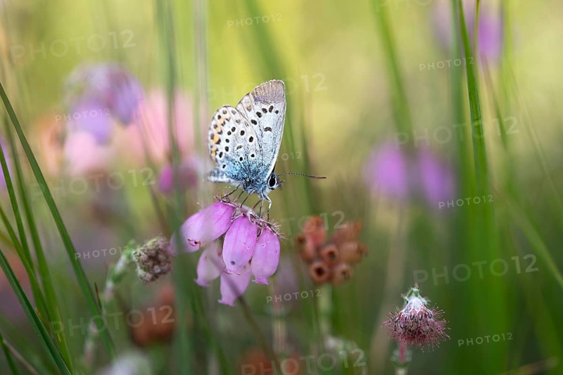 Silver-studded blue (Plebejus argus), perching on cross-leaved heath (Erica tetralix), moor, Lower Saxony, Germany, Europe