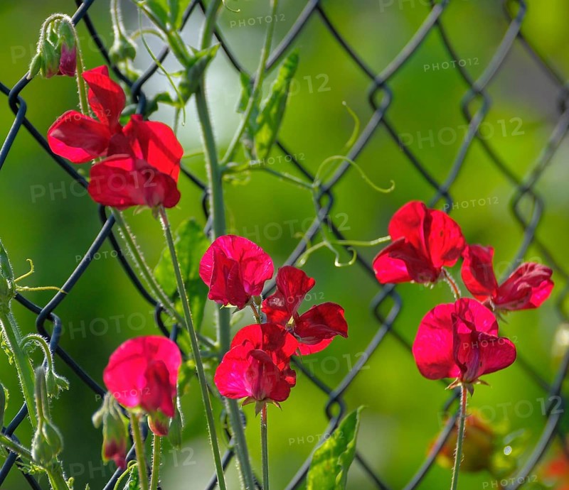 Red vetch flowering by the garden fence, Vetches (Vicia)