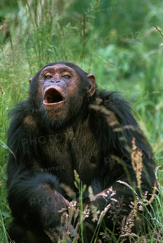 Common chimpanzee (Pan troglodytes), adult calls