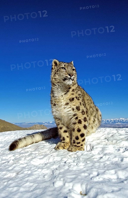Snow leopard or ounce, uncia uncia, adult on snow