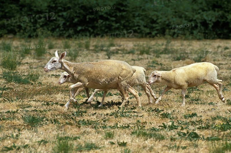 Lacaune sheep, a French breed that produces milk for Roquefort cheese, herd