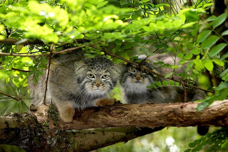 Pallas's cat (Otocolobus manul) OR PALLAS CAT, PAIR ON BRANCH UNDER BLADE CONNECTION