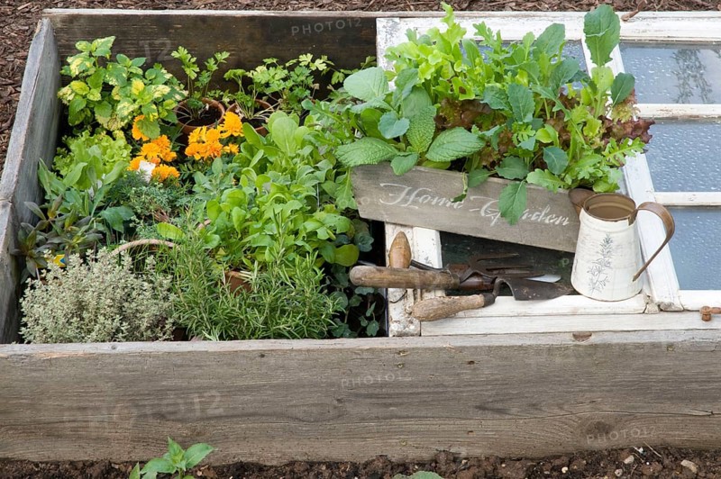 Forcing bed with herbs