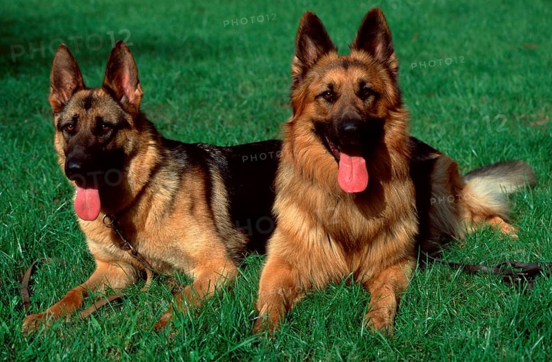 German Shepherds, stockhaired and long-haired, German Shepherd Dog, Old German Shepherd Dog