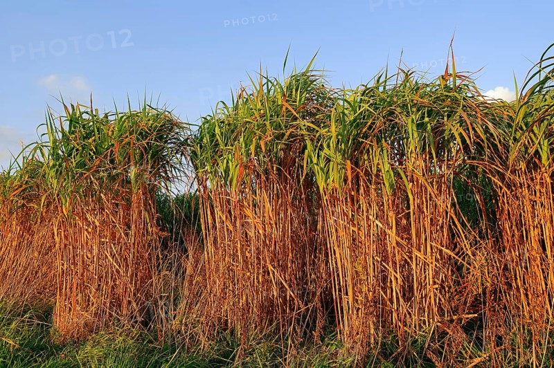 Giant Chinese Silver Grass (Miscanthus floridulus), Japanese Silver Grass, Japanese Silvergrass