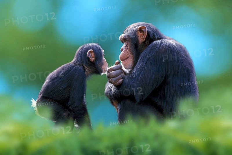 Chimpanzee (Pan troglodytes) with young, Chimpy, side