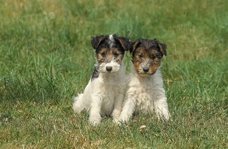 WIRE HAIR FOX TERRIER DOG, PUPPIES SITTING IN THE GRASS