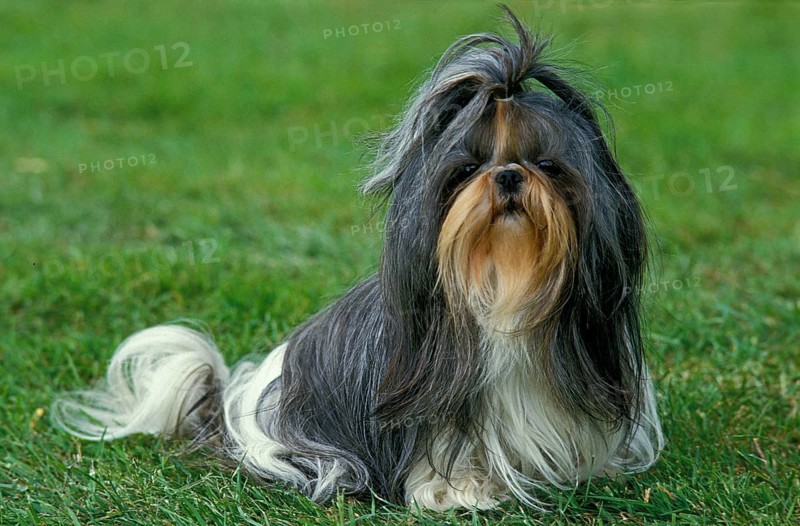 Shi Tzu dog sitting on grass