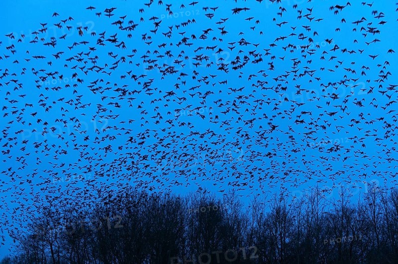 Rooks (Corvus frugilegus) , Swarm of crows, Lower Saxony, Germany, Europe