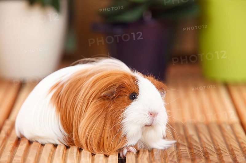 Sheltie guinea pig, red and white