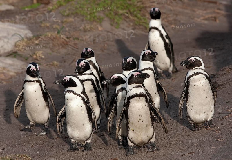 Jackass Penguin or African Penguin (spheniscus demersus), Group of Adults, Colony at Betty's Bay in South Africa