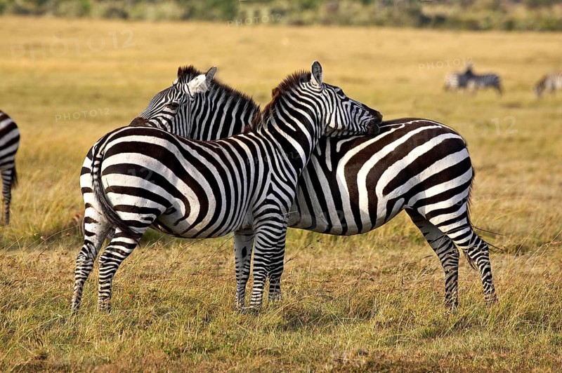 BURCHELL'S ZEBRA (equus burchelli), PAIR GROOMING, MASAI MARA PARK IN KENYA