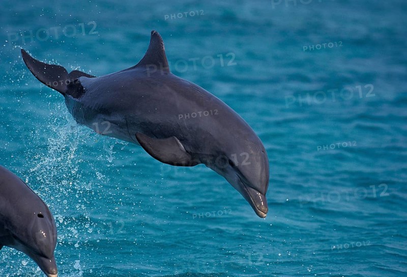 Bottlenose Dolphin (tursiops truncatus), Adult Leaping, Honduras, Central America