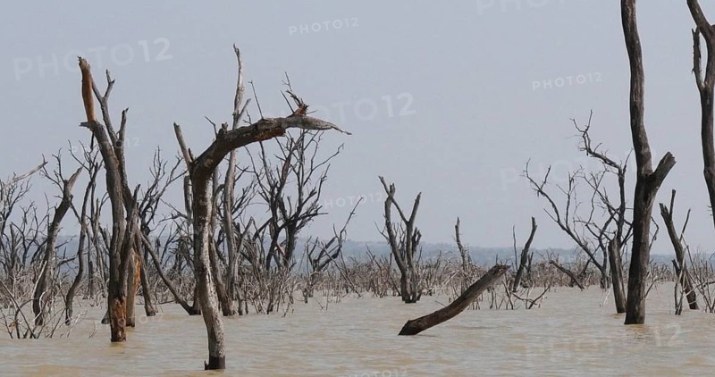 Baringo Lake Landscape Showing the Rise of the Waters with Dead Trees, Kenya, Africa