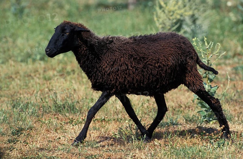 Karakul sheep, breed producing Astrakhan