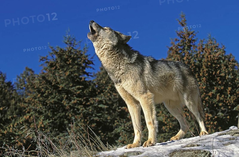 NORTH AMERICAN GREY mackenzie valley wolf (canis lupus occidentalis), adult HOWLING ON ROCK, CANADA